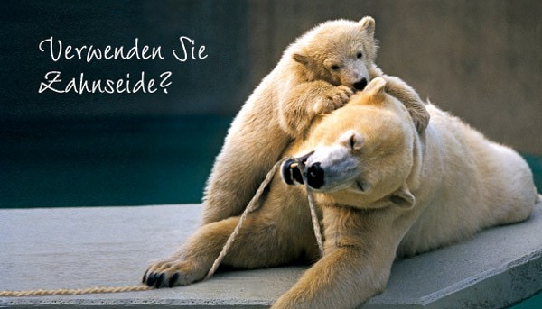 Verwenden Sie ...? (Eisbären)